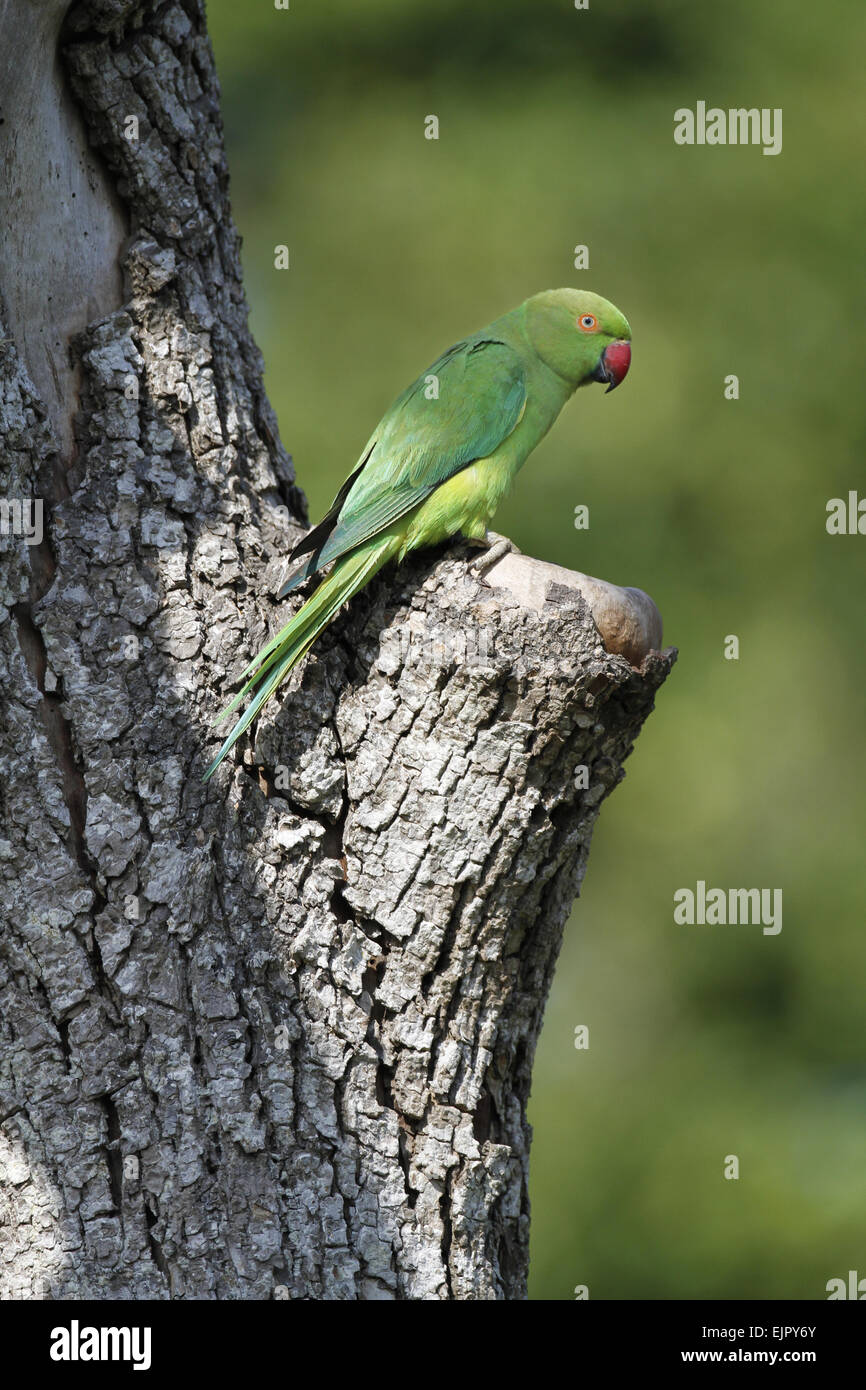 Rose-beringt Sittich (geflohen waren Manillensis) Erwachsenfrau, gelegen am Nesthole Eingang im Baumstamm, Bundala N.P., Sri Lanka, Februar Stockfoto