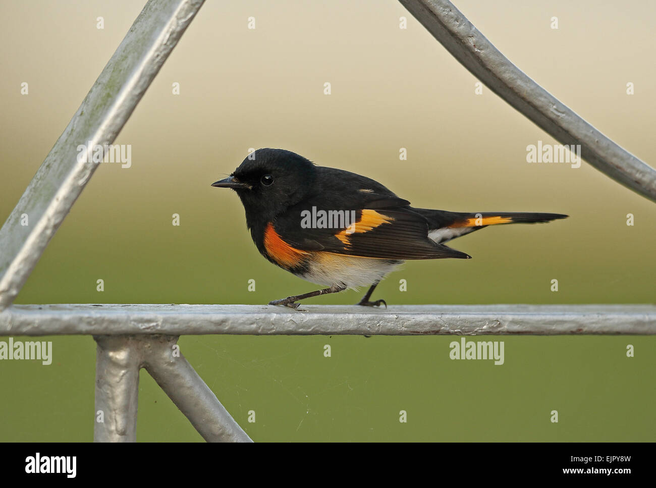 Amerikanische Redstart (Setophaga Ruticilla) Männchen, thront am Gartentor, Linstead, Jamaika, Dezember Stockfoto