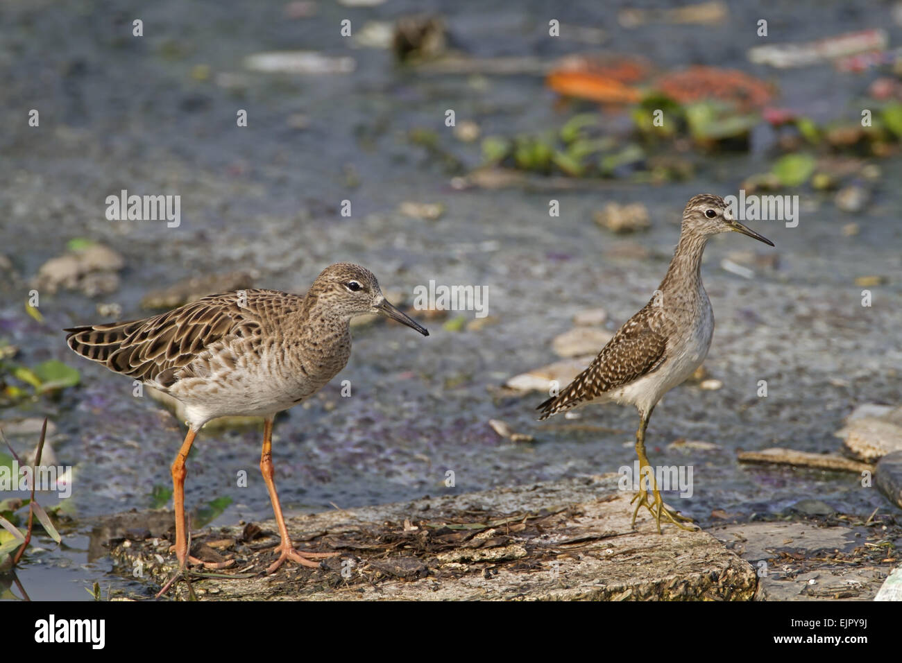 Kampfläufer (Philomachus Pugnax) Erwachsenfrau und Bruchwasserläufer (Tringa Glareola) Jugendkriminalität, Nahrungssuche im flachen Wasser unter Müll, Indien, Februar Stockfoto