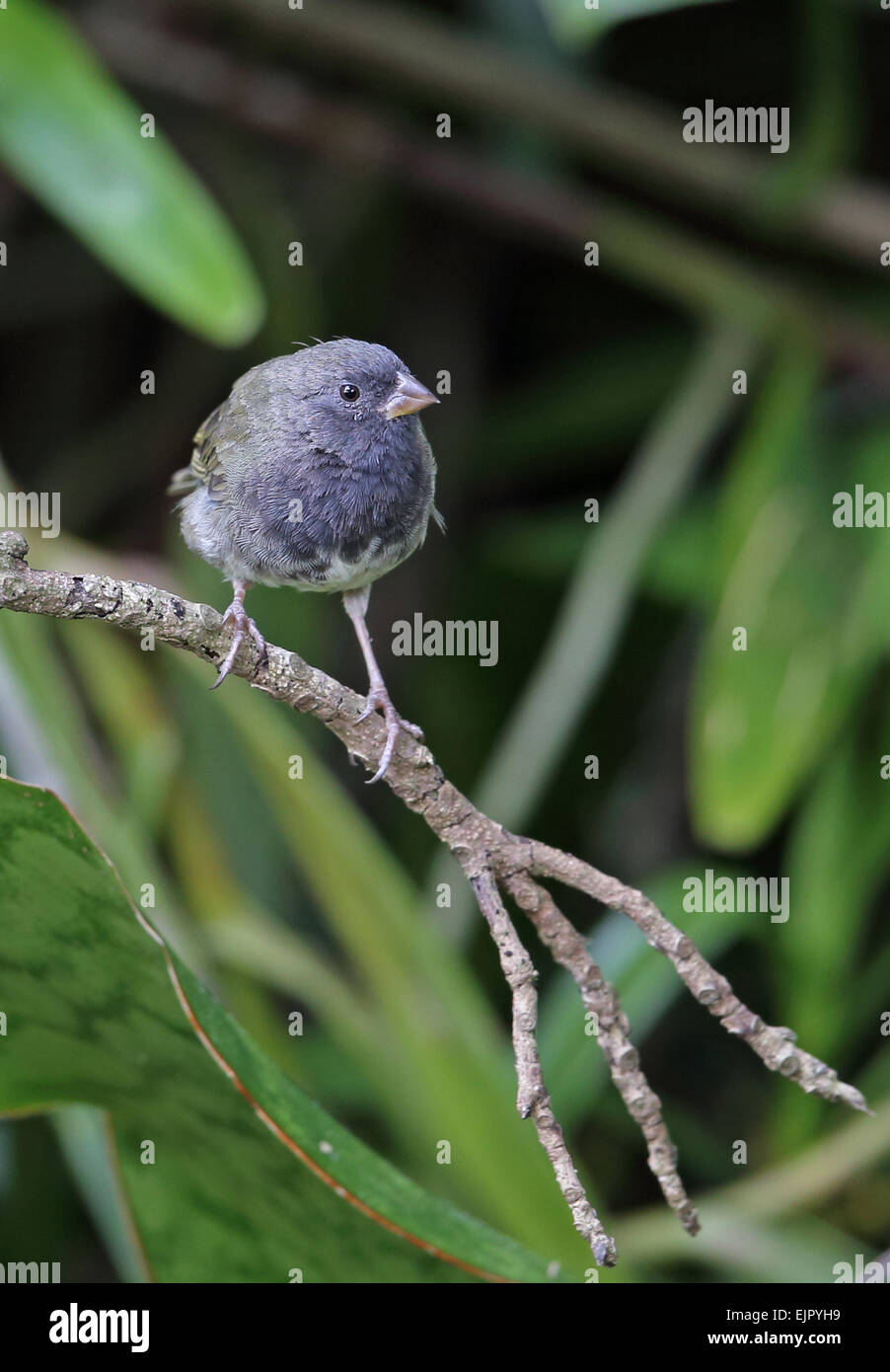 Black-faced Grassquit (Tiaris bicolor Marchii) unreif männlich, thront auf Zweig, Marshalls Stift, Jamaika, Dezember Stockfoto