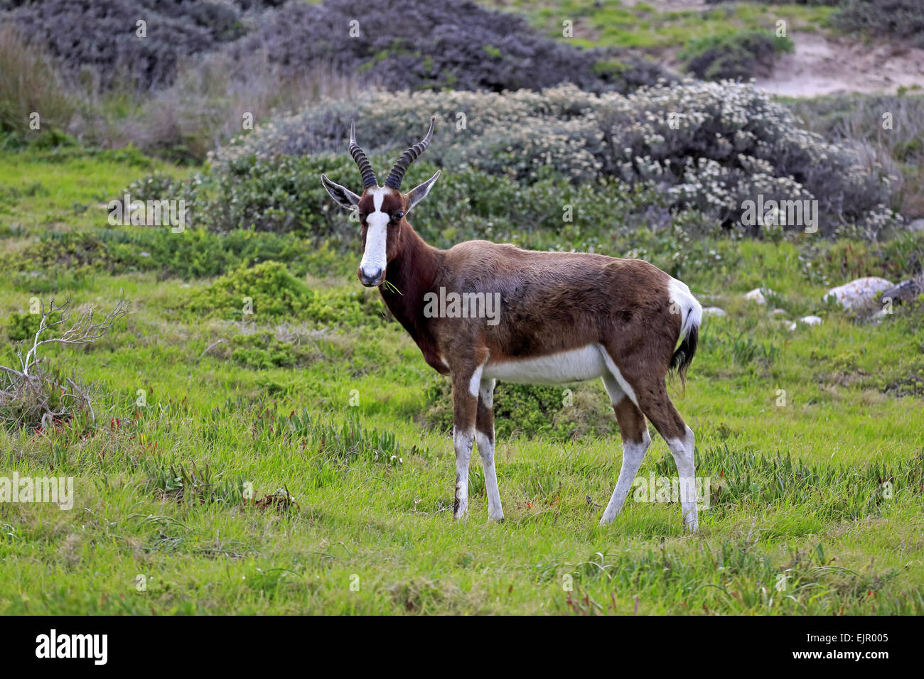 Bontebok (Damaliscus Pygargus Pygargus) Erwachsenen, Fütterung, stehend auf Fynbos, Table Mountain Nationalpark, Kap der guten Hoffnung, Western Cape, Südafrika, Juni Stockfoto