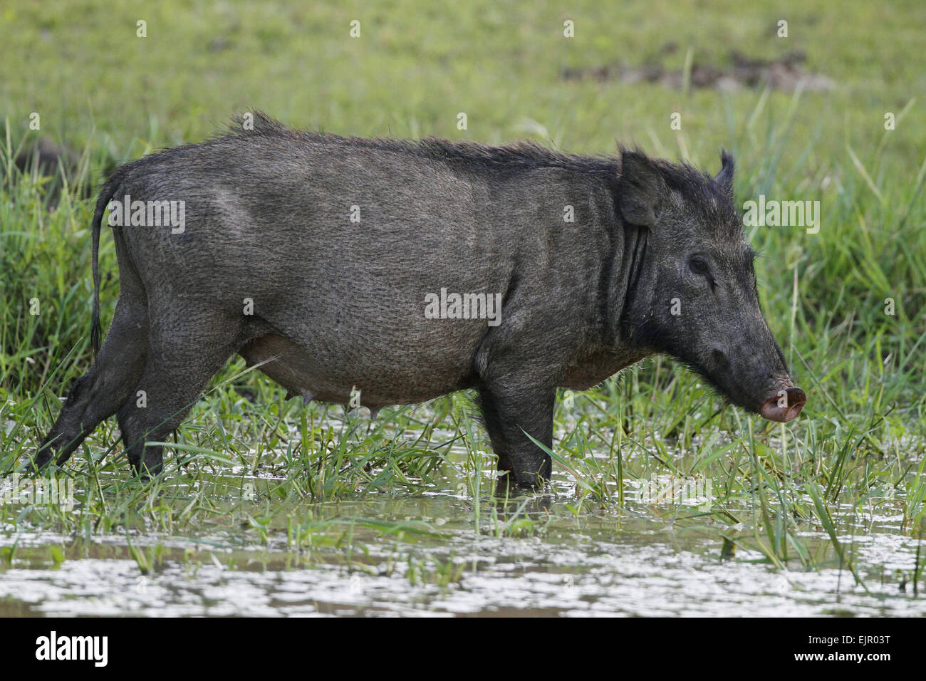 Erwachsenes Weibchen eurasischen Wildschwein (Sus Scrofa Affinis), stehen im flachen Wasser auf Marschland, Yala N.P., Sri Lanka, Februar Stockfoto