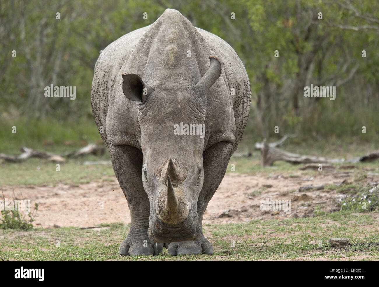 Breitmaulnashorn (Ceratotherium Simum Simum) Erwachsenen, stehend, Kruger Nationalpark Great Limpopo Transfrontier Park, Südafrika, November Stockfoto