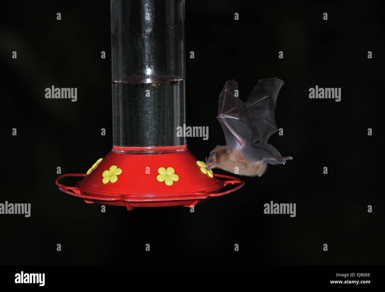 Orange Nektar Bat (Lonchophylla Robusta) Erwachsenen, während des Fluges, Fütterung von Hummingbird Feeder in der Nacht, Baldachin Lodge, El Valle, Panama, Oktober Stockfoto