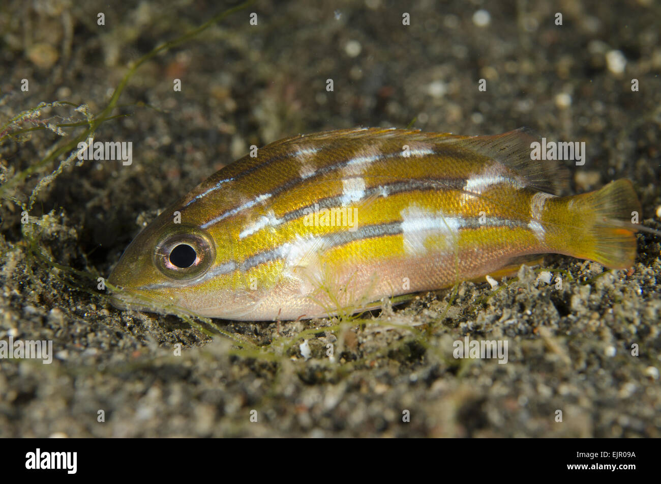 Fünf-gezeichnete Snapper (Lutjanus Quinquelineatus) Jugendkriminalität, mit Nachtfarben, ruht auf schwarzem Sand bei Nacht, Lembeh Straße, Sulawesi, größere Sunda-Inseln, Indonesien, Oktober Stockfoto