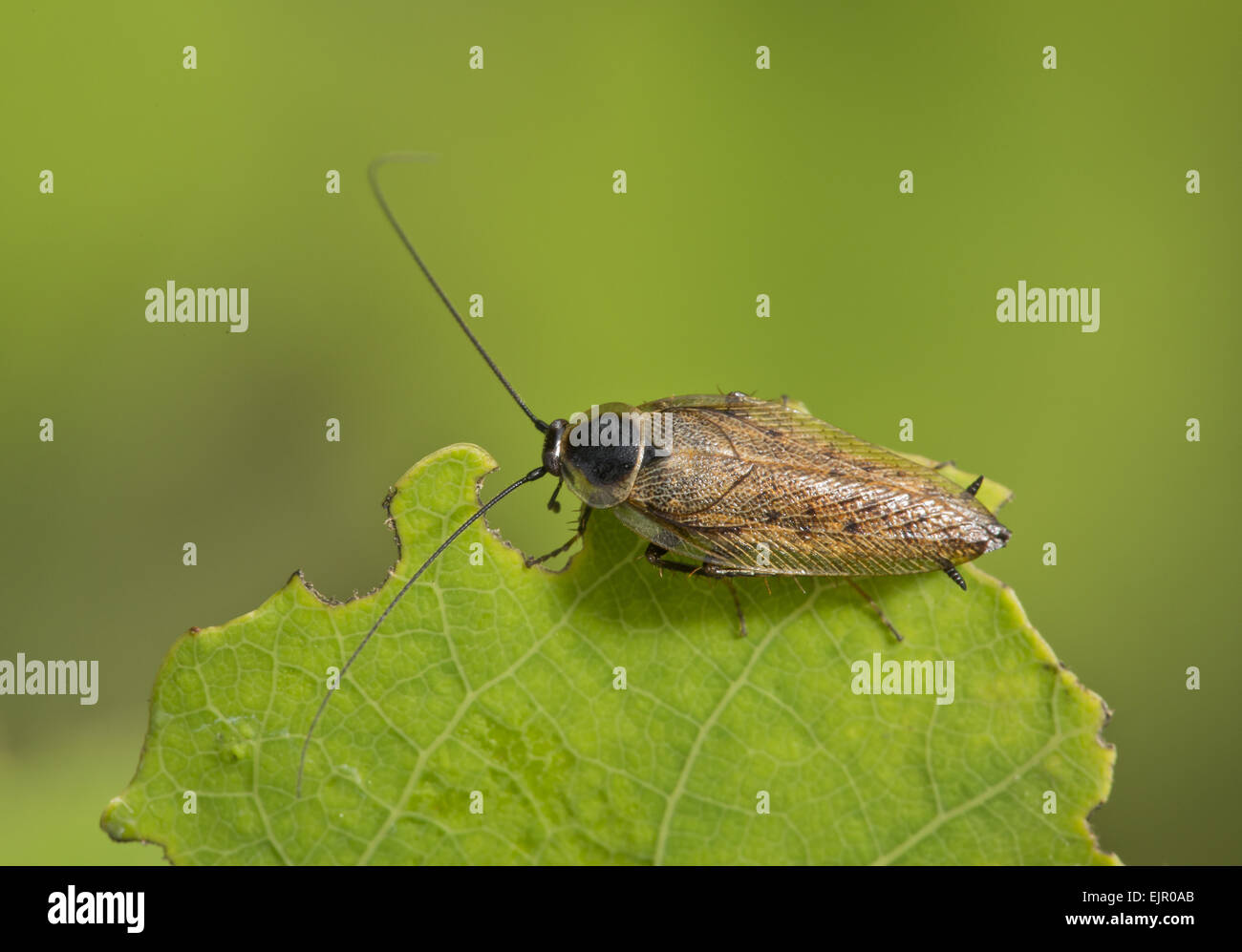 Altrosa Schabe (Ectobius Lapponicus) Männchen, ruht auf Blatt, Rumänien, Juni Stockfoto