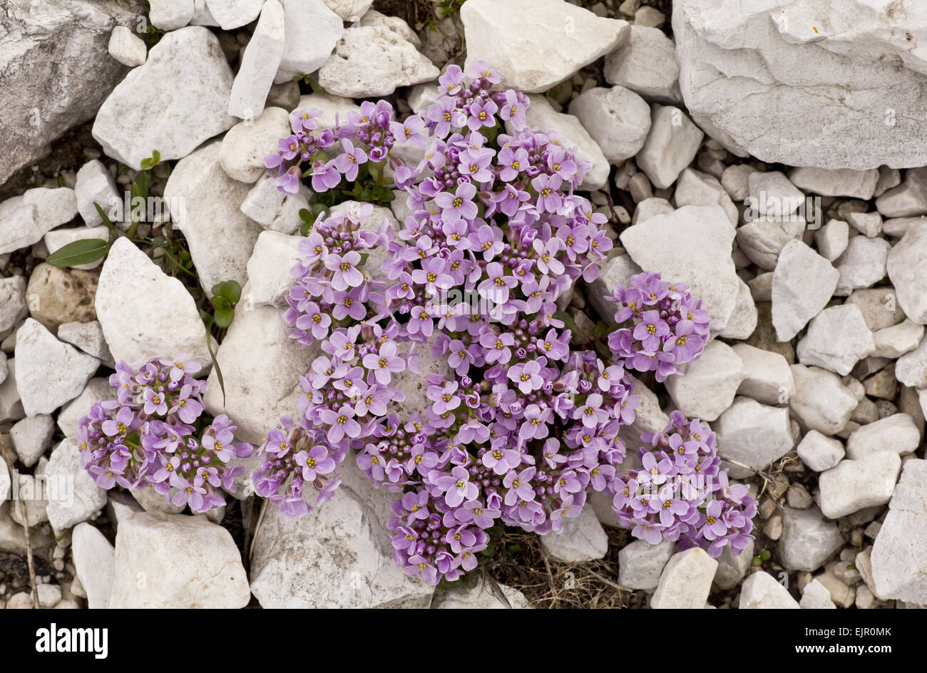 Runde-leaved Penny-Kresse (Thlaspi Rotundifolium) blühen, wachsen auf Dolomit Geröll, Dolomiten, Italienische Alpen, Italien, Juni Stockfoto