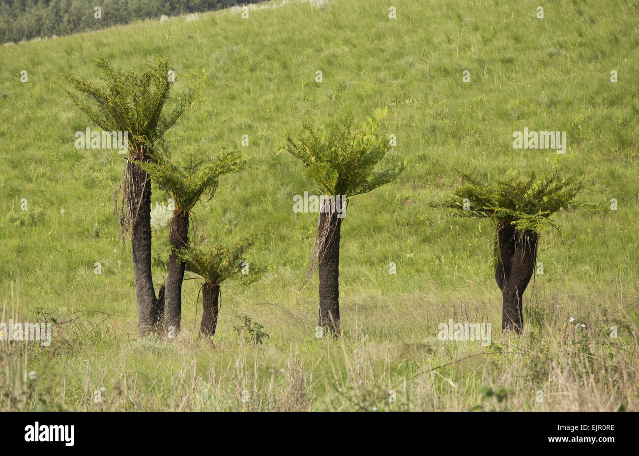 Gemeinsamen Baumfarn (Cyathea Dregei) Gewohnheit, Südafrika, Dezember Stockfoto
