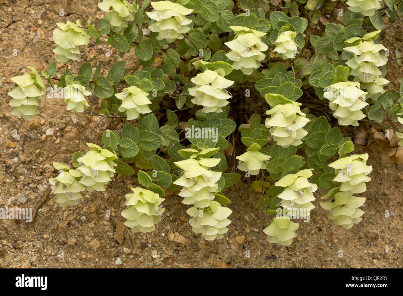 Runde-leaved Oregano (Origanum Rotundifolium) Blüte, Pontische Gebirge, Anatolien, Türkei, Juli Stockfoto