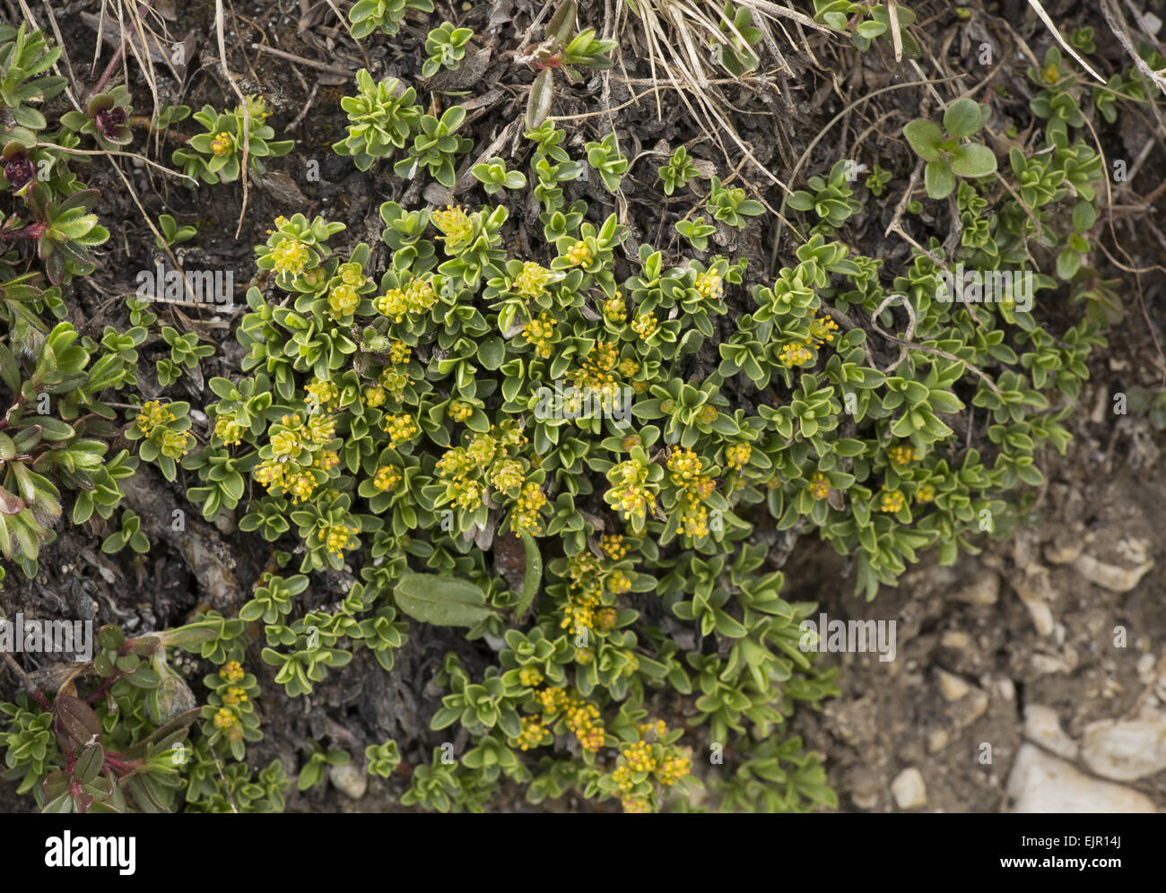 Thymian-leaved Weide (Salix Serpyllifolia) Blüte, Dolomiten, Italienische Alpen, Italien, Juni Stockfoto