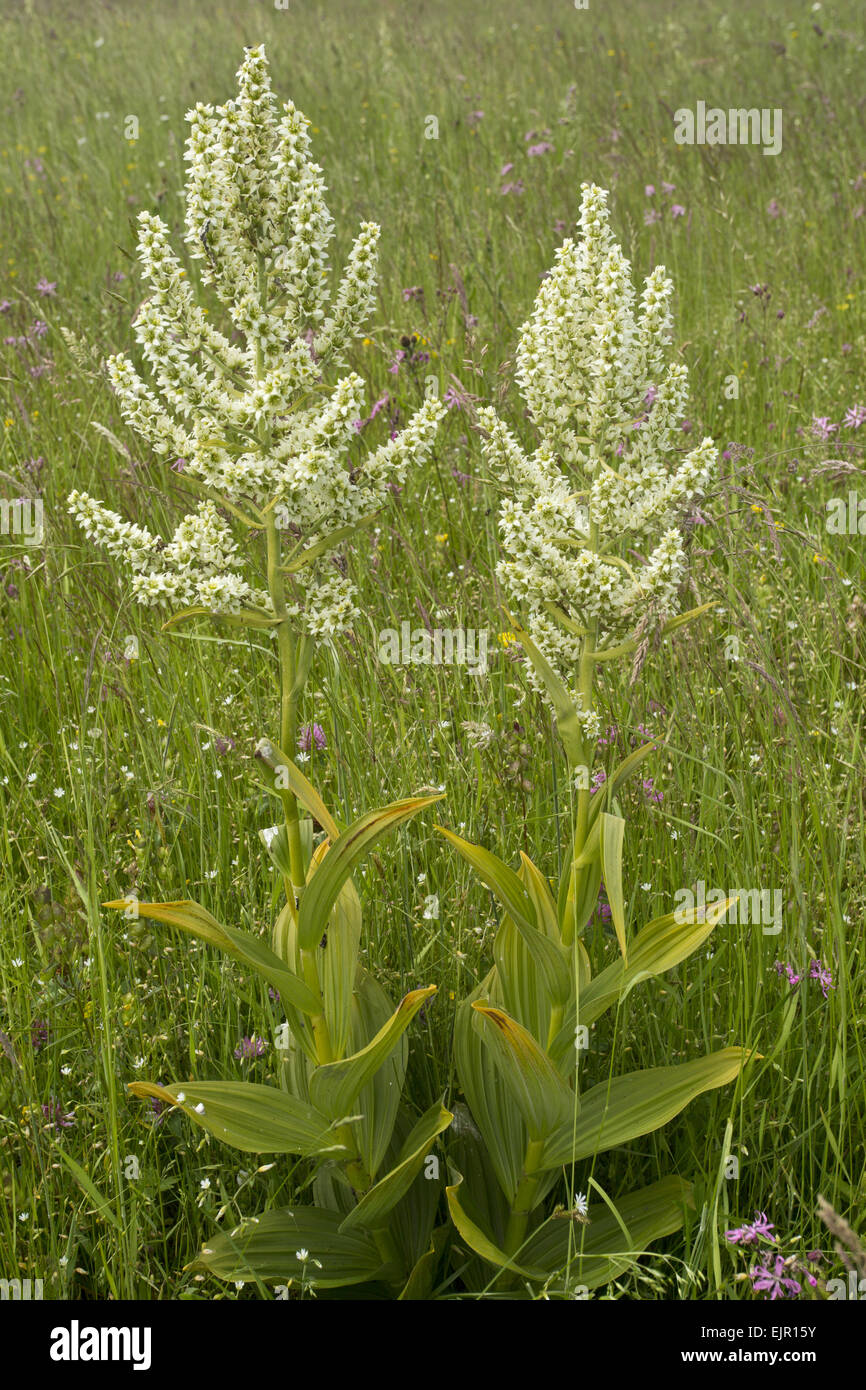 Weißer Germer (Veratrum Album) Blüte, wächst auf der Weide, Karpaten, Rumänien, Juni Stockfoto