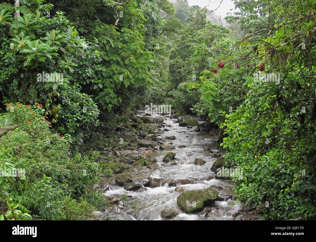 Fluss fließt durch tropischen Regenwald, Baldachin Lodge El Valle, Panama, Oktober Stockfoto