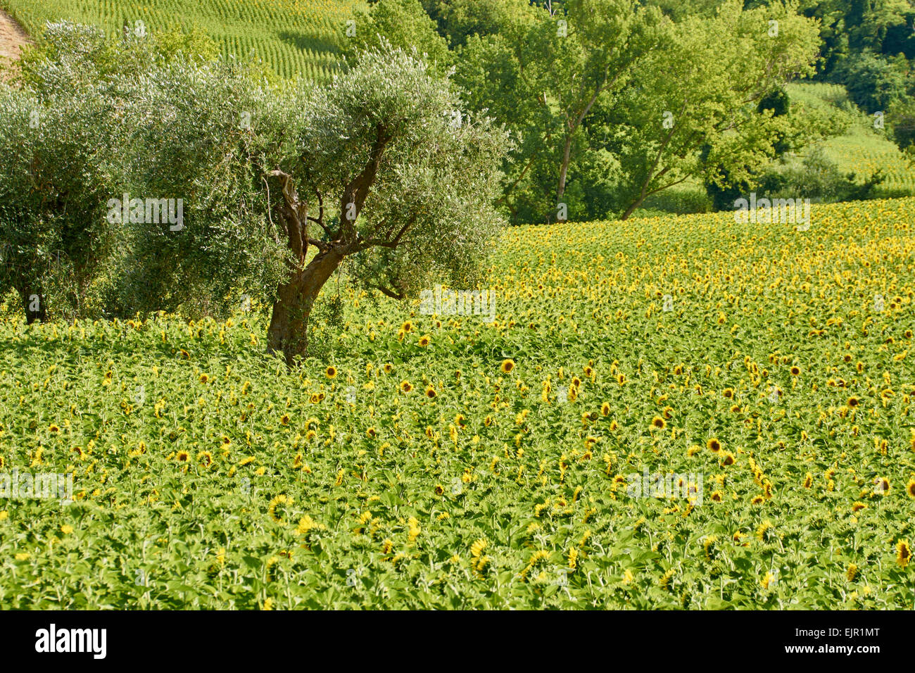 Sonnenblumen in Felder Mitteldistanz und in der Nähe; Ups Blütenköpfe Stockfoto