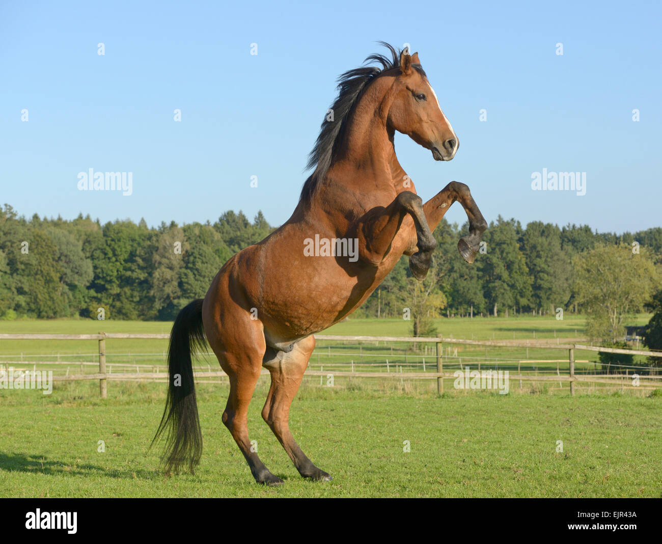 Arabisches Pferd Aufzucht Stockfoto