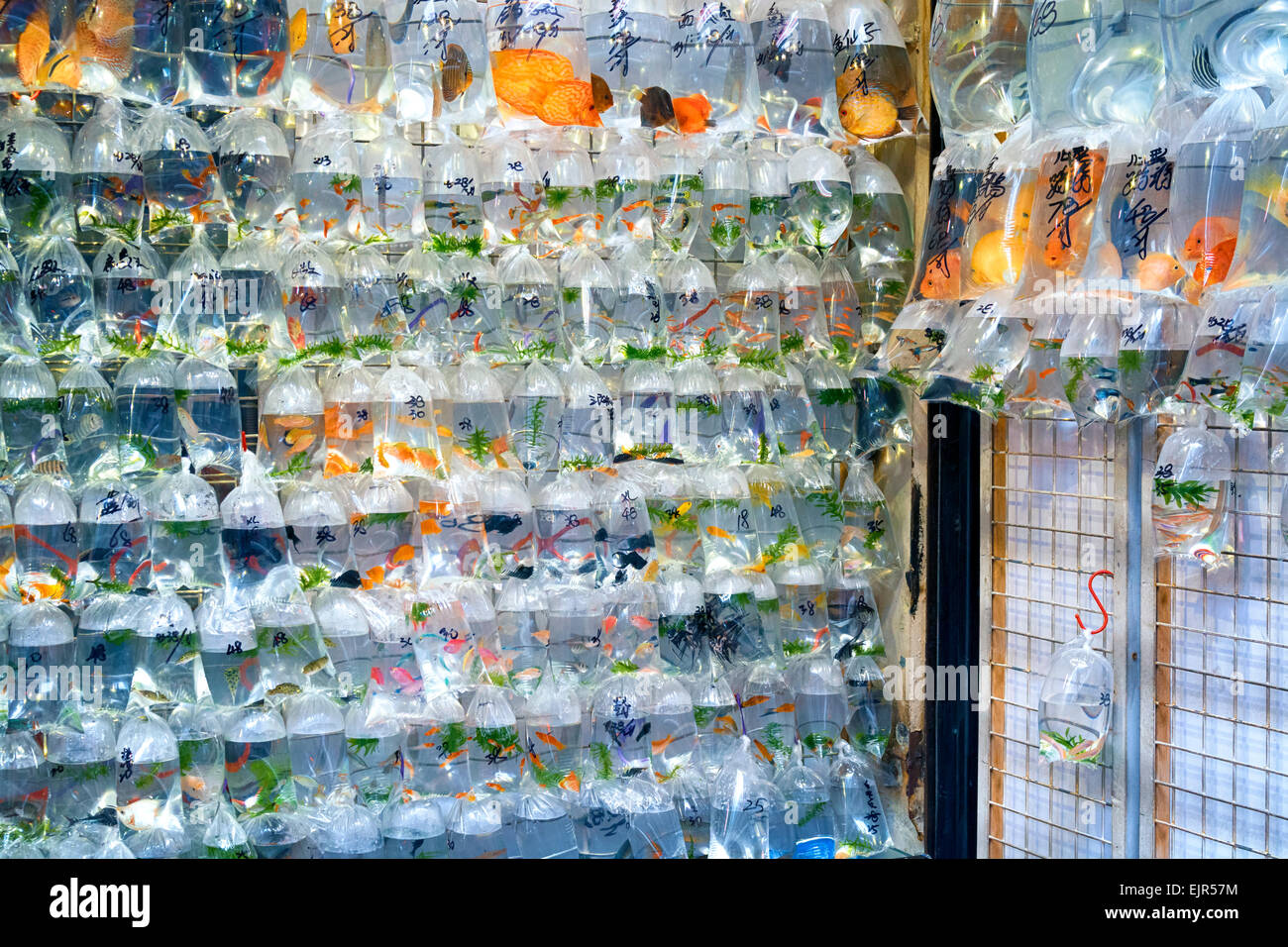 Aquarium Fisch in Plastiktüten zum Verkauf in der Goldfish Market in Mong Kok, Hong Kong angezeigt. Stockfoto