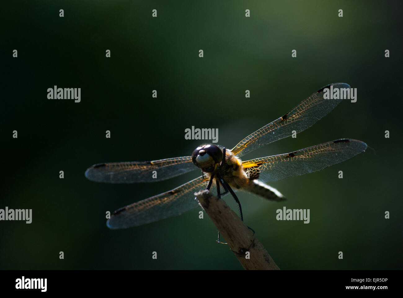 Libelle auf Zweig Stockfoto