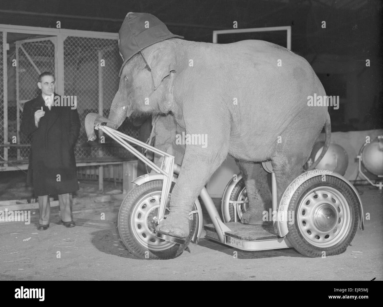 Elefantenreiten gesehen hier ein Gresham Flyer Dreirad 18. Dezember 1952 Stockfoto