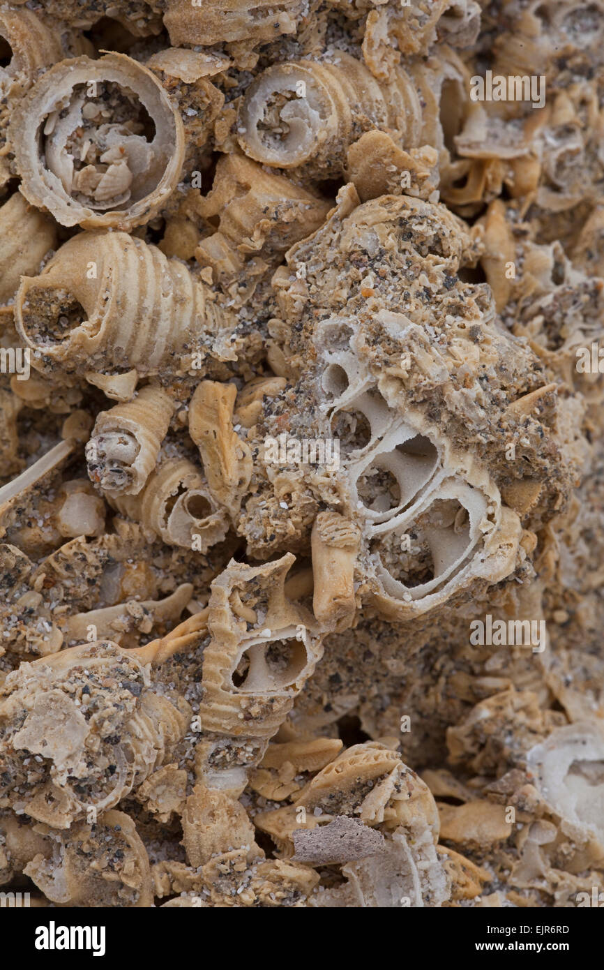 Schließen Sie die Ansicht der Küstenlinie "Riff" bestehend aus kaputte Muscheln, Nordchile Stockfoto