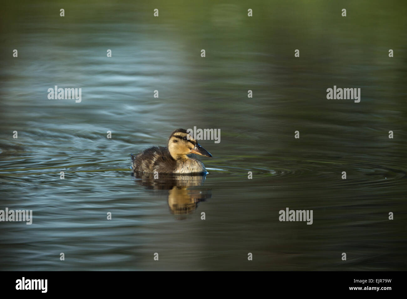 Ein Stockenten-Küken Stockfoto