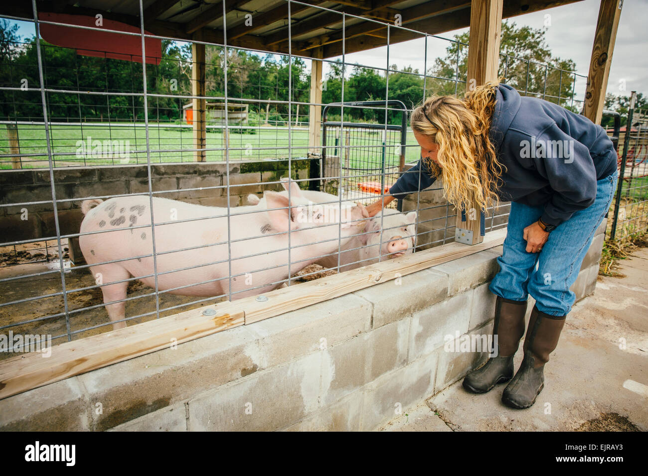 Kaukasische Landwirt Petting Schwein durch Zaun auf Bauernhof Stockfoto