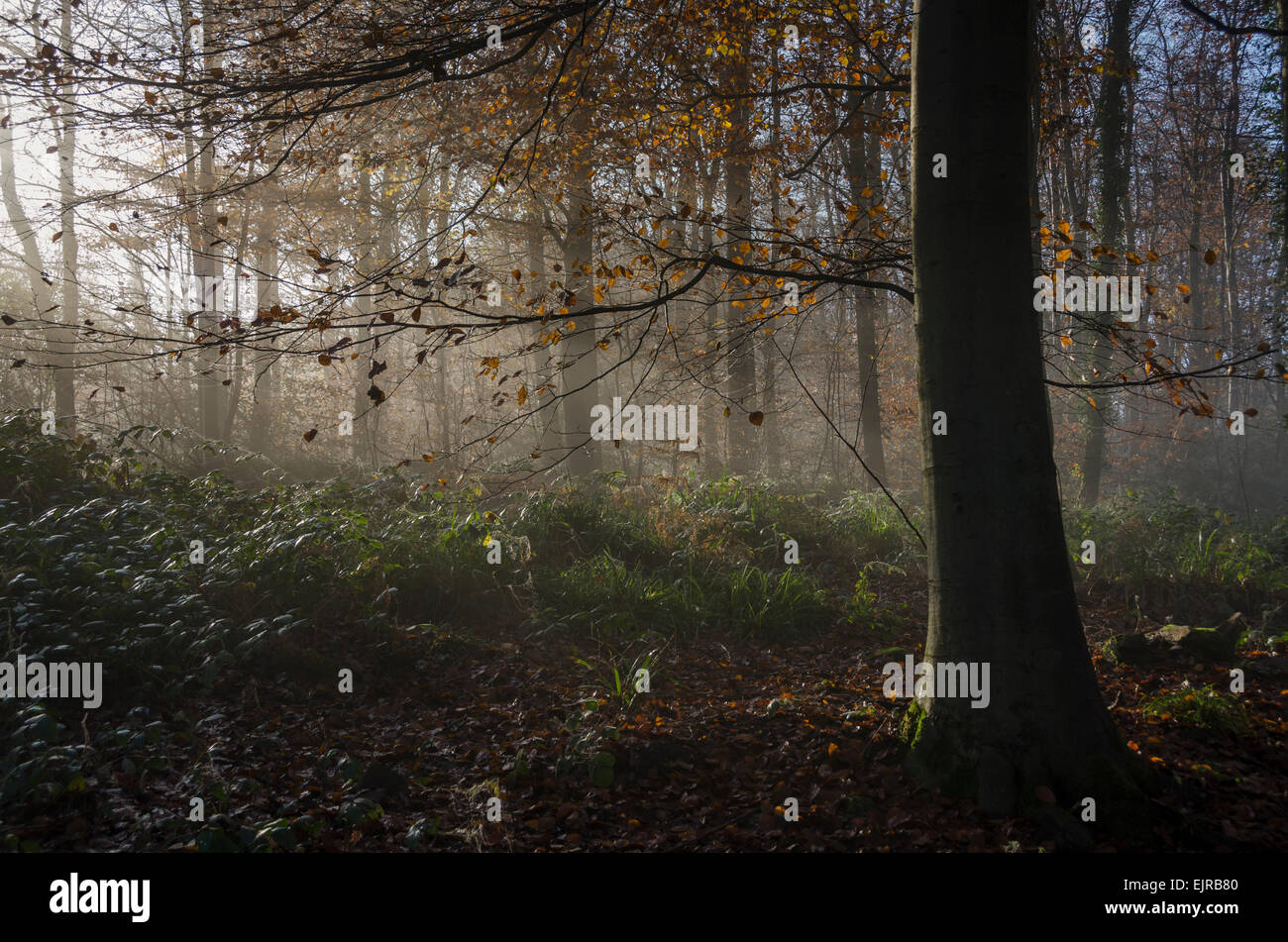 Nebel im Wald. Einem nebligen Herbstmorgen in Leigh Woods außerhalb Bristol, England, UK Stockfoto