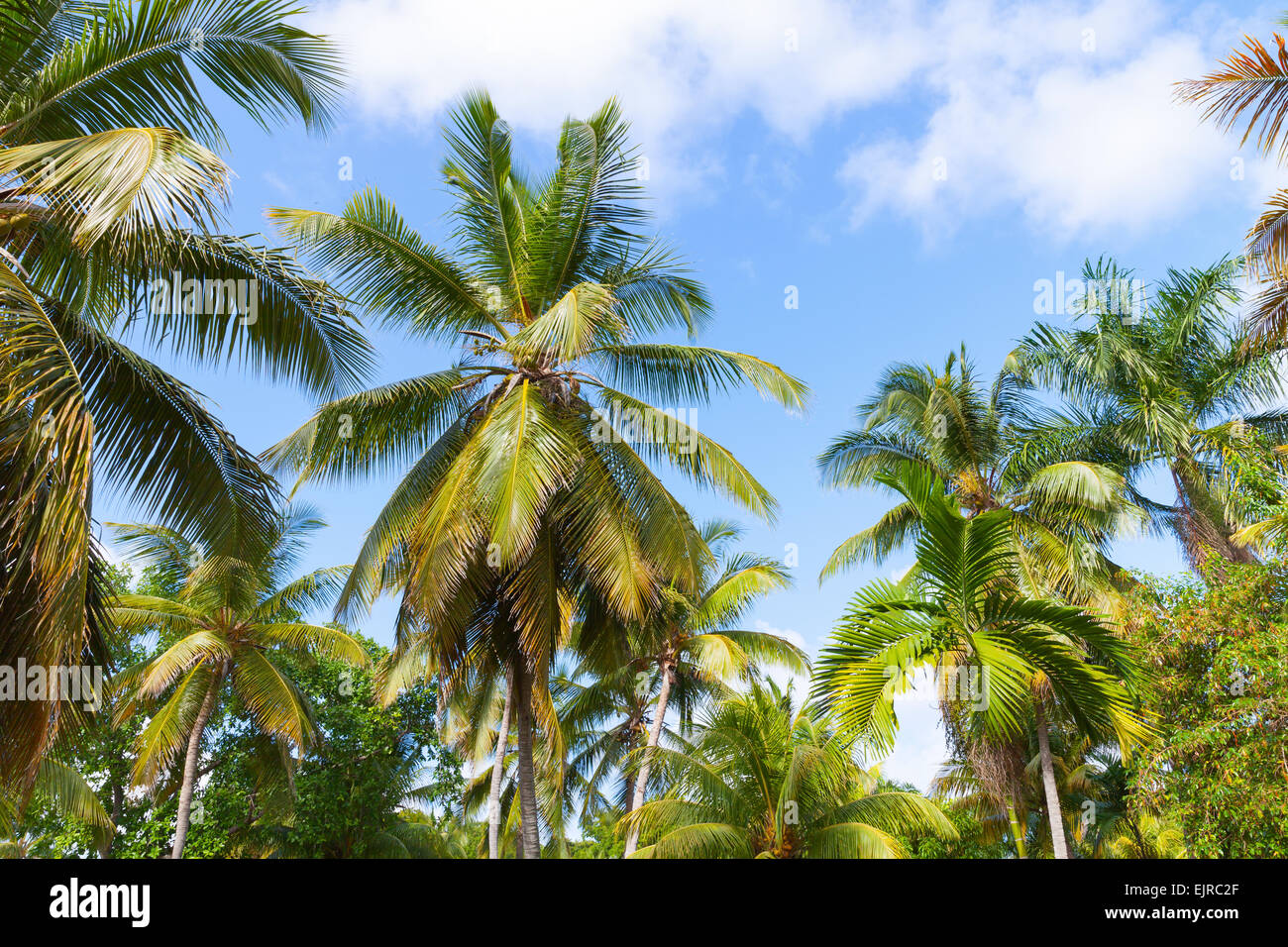 Wald von Kokosnuss-Palmen über bewölkten blauen Himmelshintergrund Stockfoto