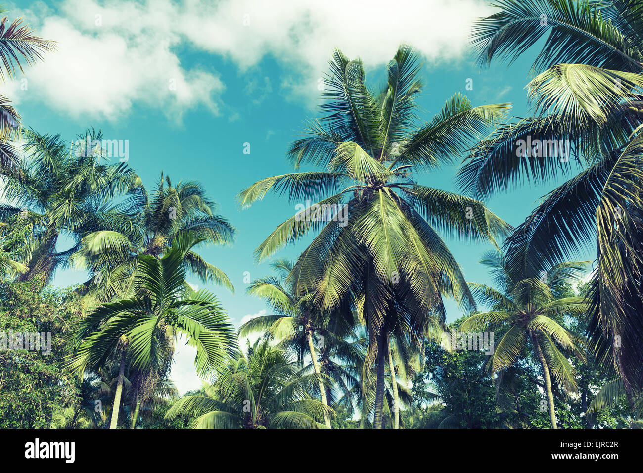 Kokosnuss-Palmen über bewölktem Himmelshintergrund. Vintage-Stil. Foto mit blau getönten Filterwirkung Stockfoto
