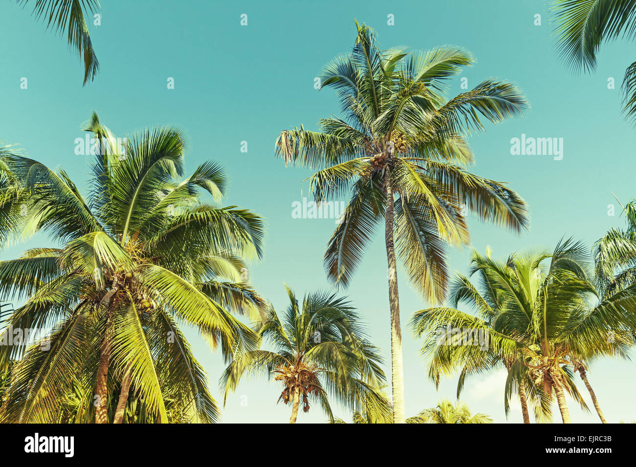 Kokosnuss-Palmen über klaren Himmelshintergrund. Vintage-Stil. Foto mit alten Stil grün getönten Filterwirkung Stockfoto