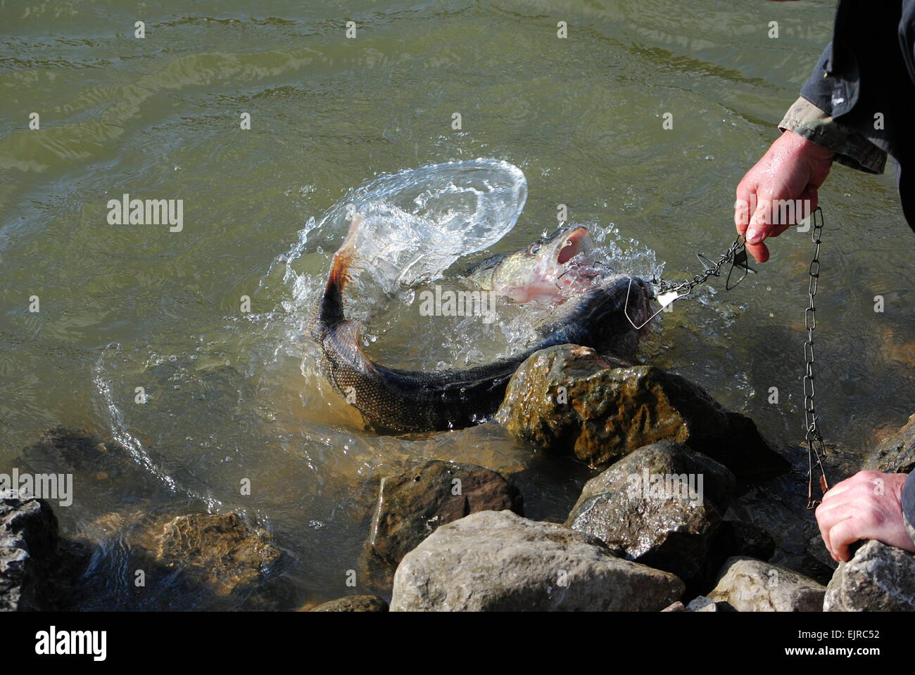 Walleyes gefangen im zeitigen Frühjahr, Kälte, Ohio, U.S.A. Stockfoto