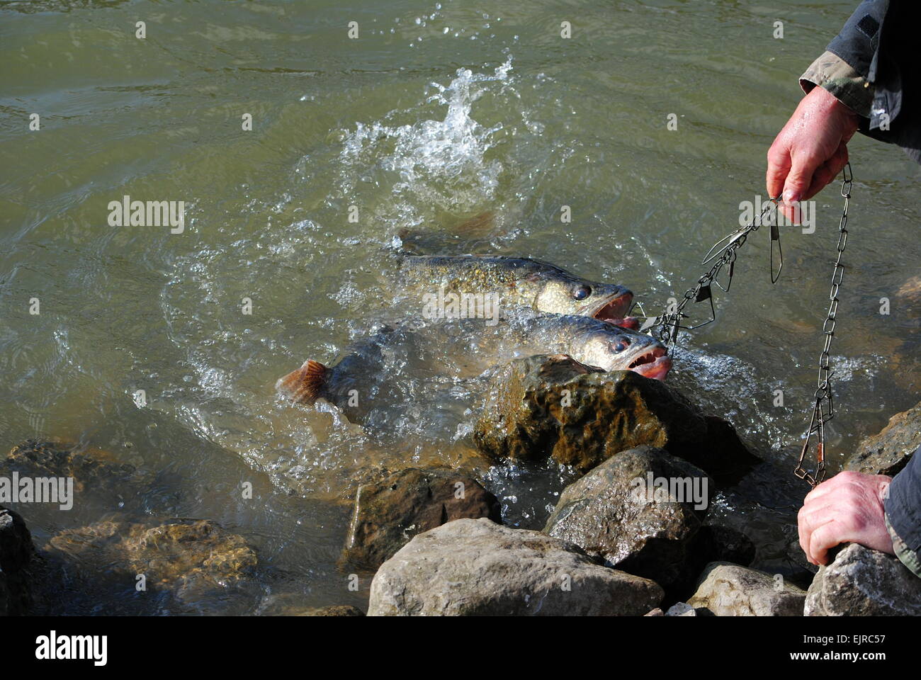 Walleyes gefangen im zeitigen Frühjahr, Kälte, Ohio, U.S.A. Stockfoto