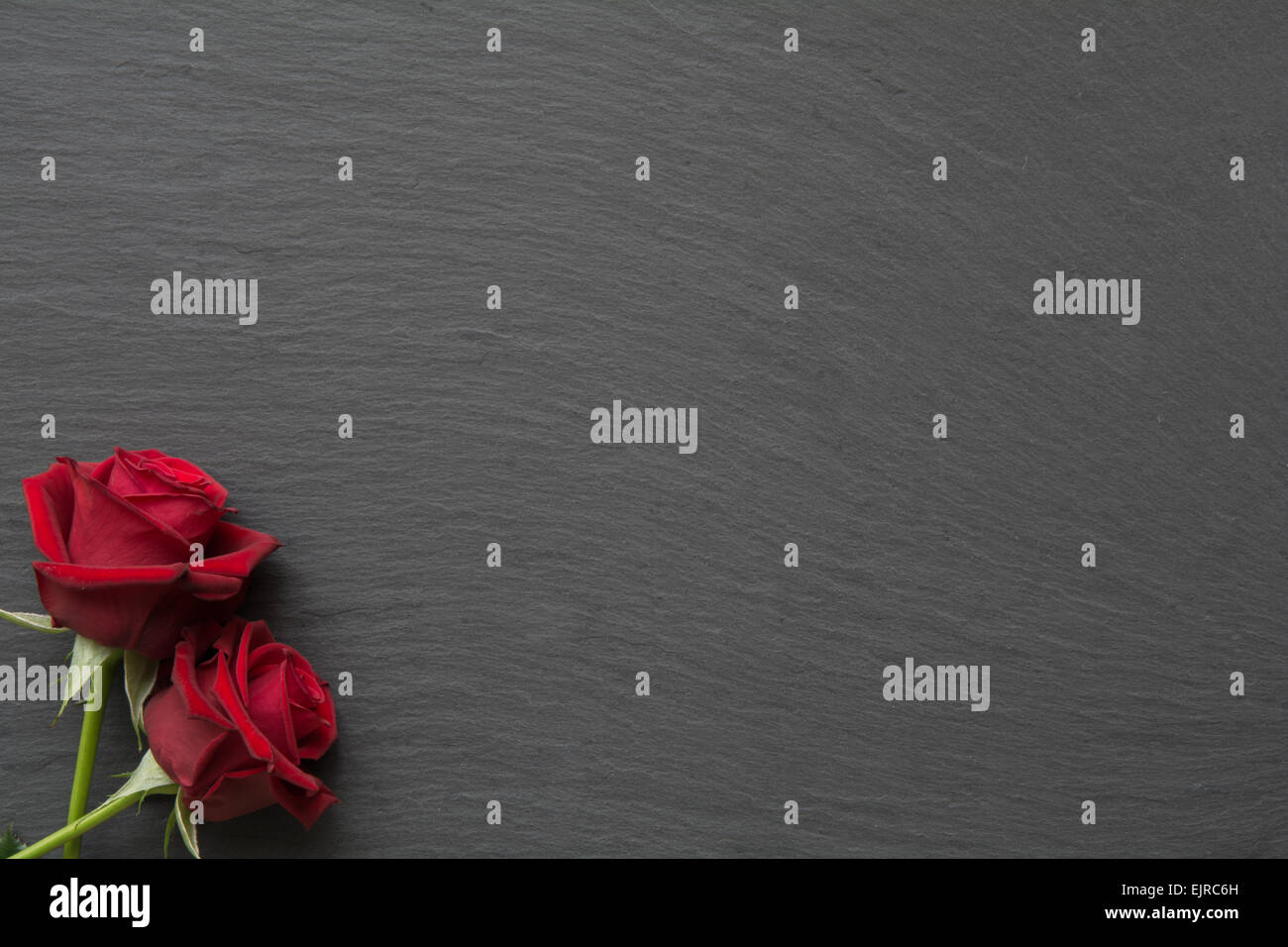 Rote Rosen auf Schiefer Hintergrund mit Platz für text Stockfoto