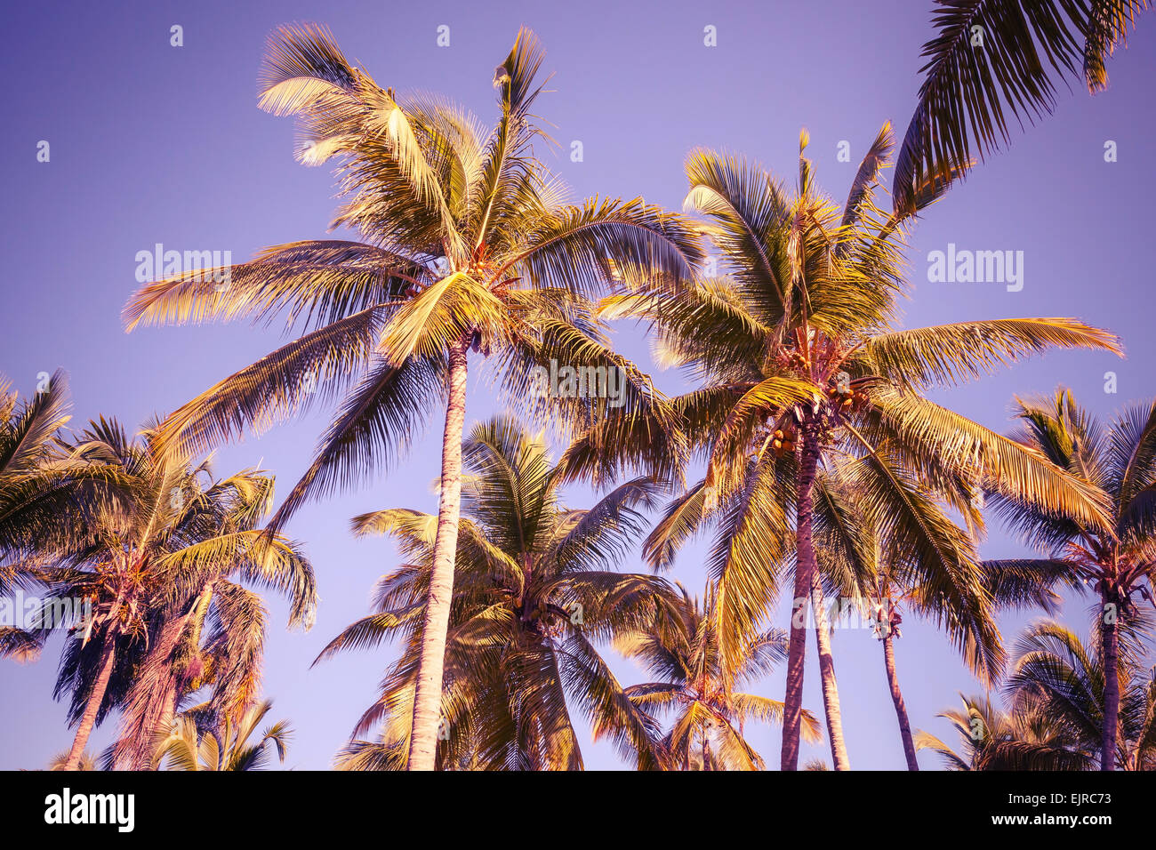 Kokosnuss-Palmen über klaren Himmelshintergrund. Vintage-Stil. Foto mit alten Stil lila getönten Filterwirkung Stockfoto