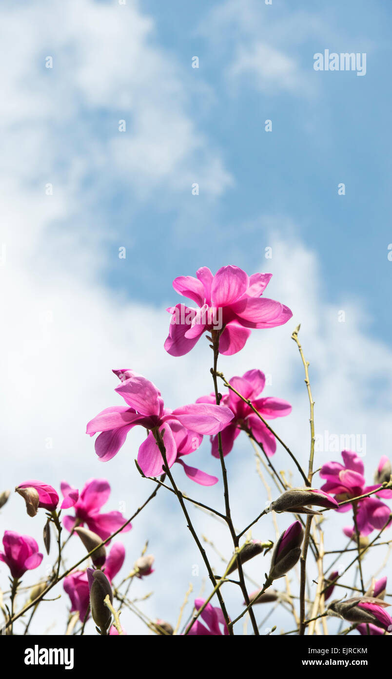 Magnolia "lila Breeze" Blumen im Frühjahr. UK Stockfoto