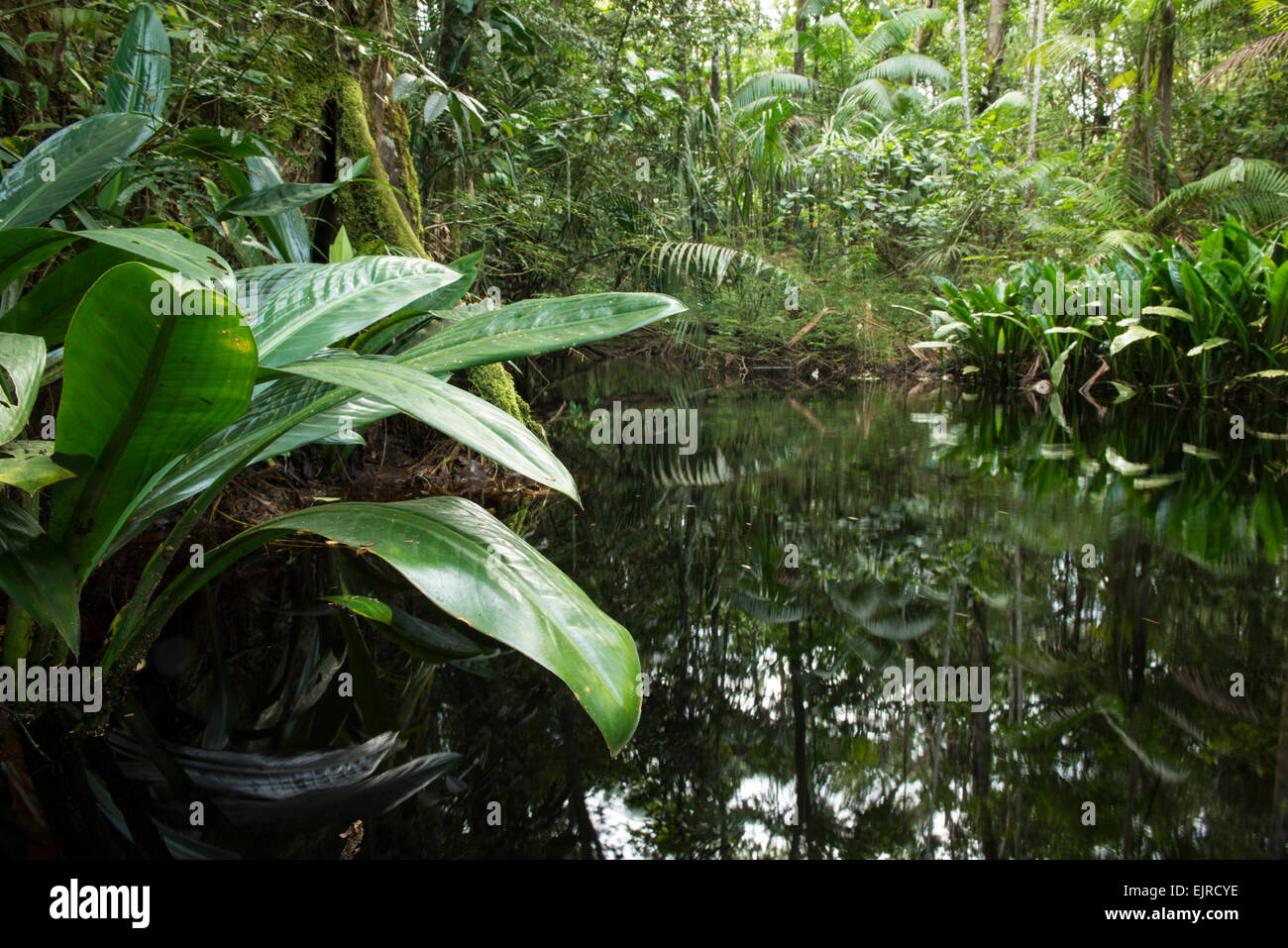 Dschungel gesäumten Bach in der Nähe von Paramaribo, Surinam Stockfoto