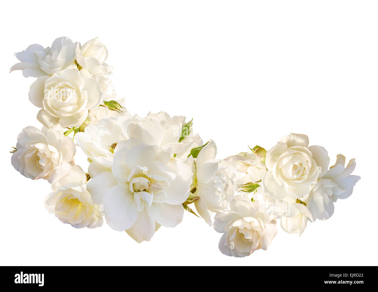 Schöner horizontalen Rahmen mit Strauß weiße Rosen mit Regen Tropfen isolierten auf weißen Hintergrund. Draufsicht. Stockfoto