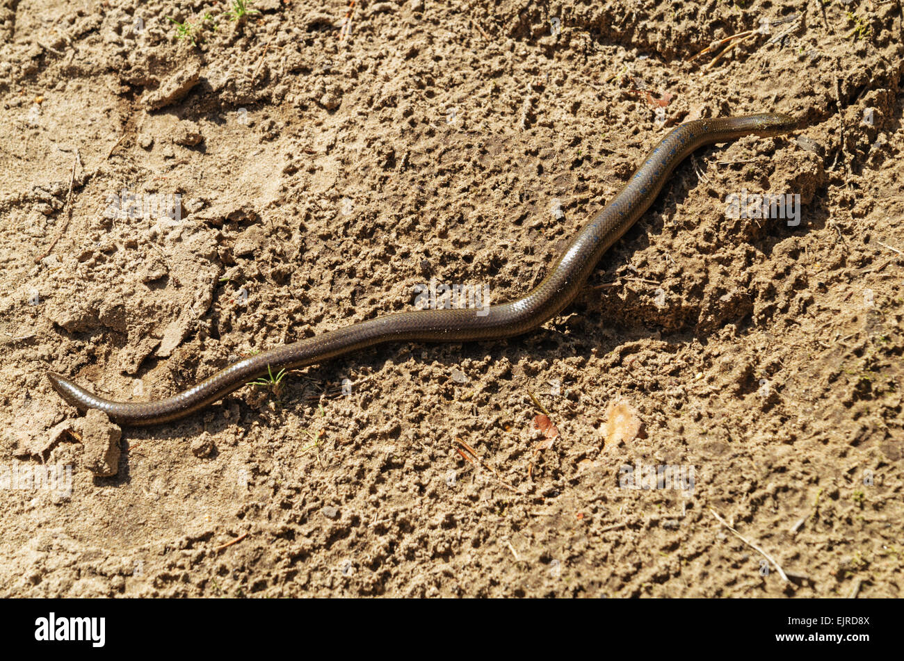 Langsam-Wurm Eidechse auf heiße Sandweg. Stockfoto