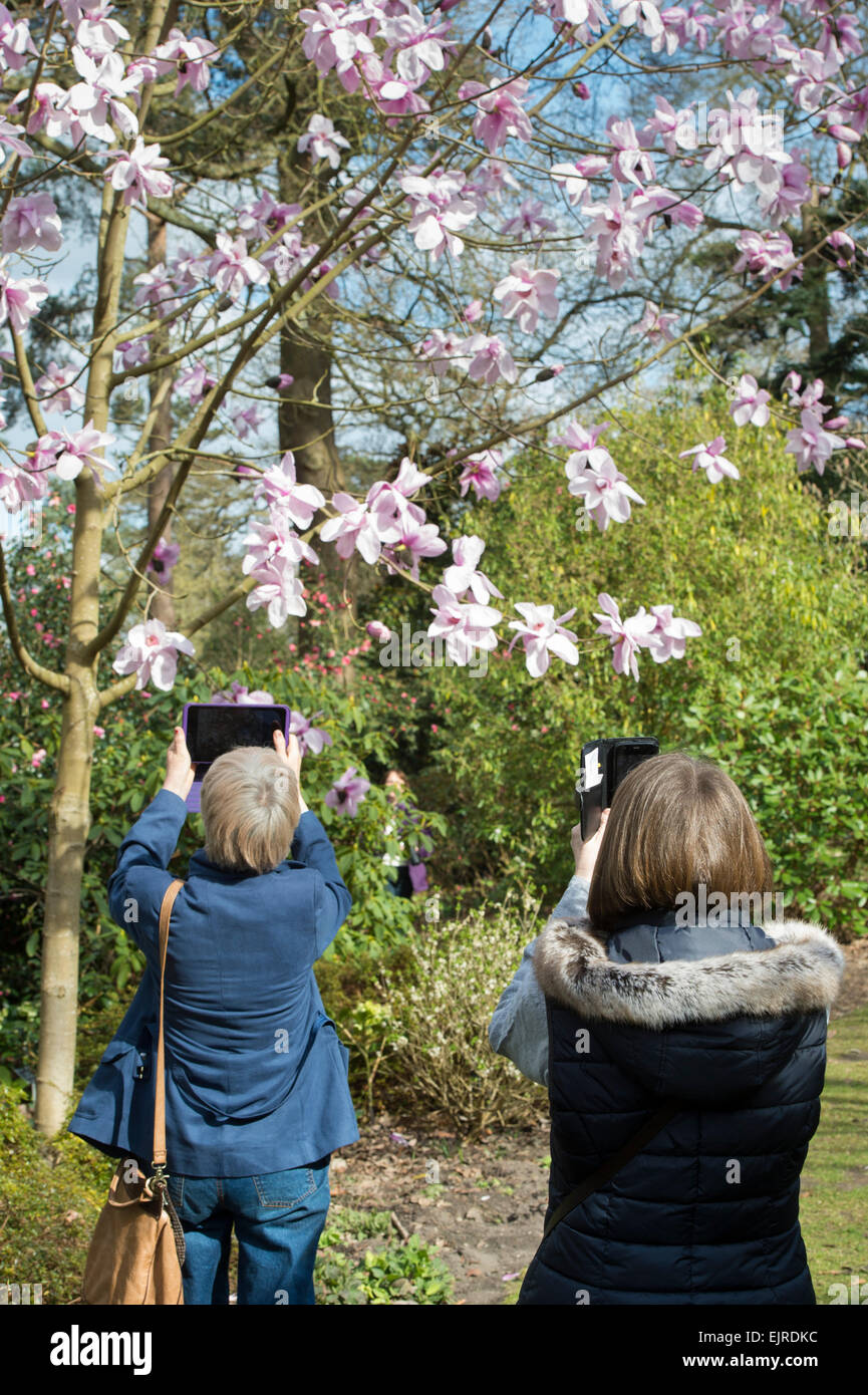 Zwei Frauen mit einem Ipad und Smartphone Fotografieren von Magnolia Sargentiana Blumen RHS Wisley Gardens, Surrey, UK Stockfoto