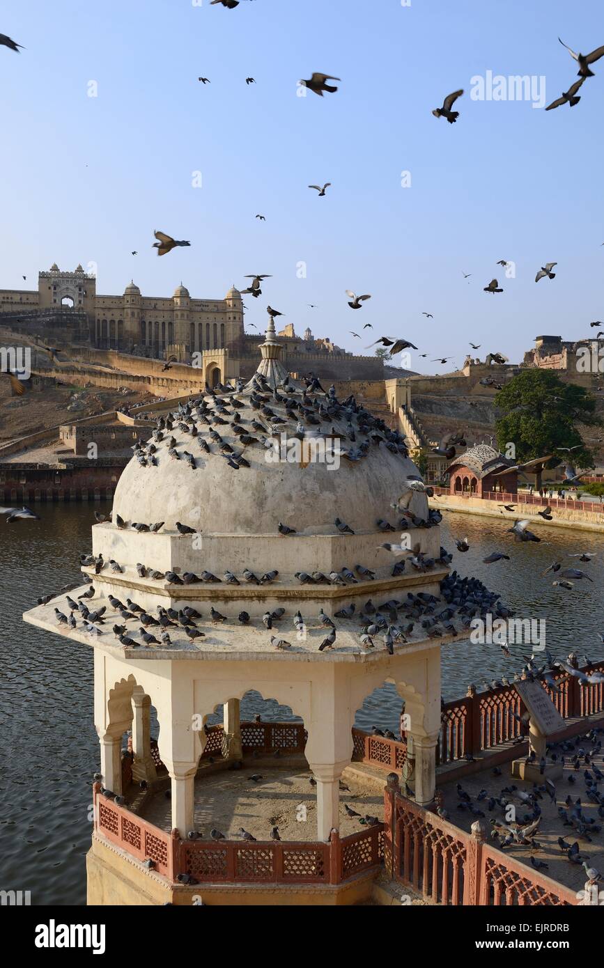 Indien, Rajasthan, Jaipur, Stadt des Bernsteins, Tauben fliegen Stockfoto