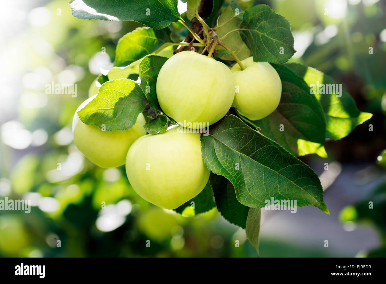 Gelbe, grüne Äpfel auf einem Ast Appletree. Stockfoto