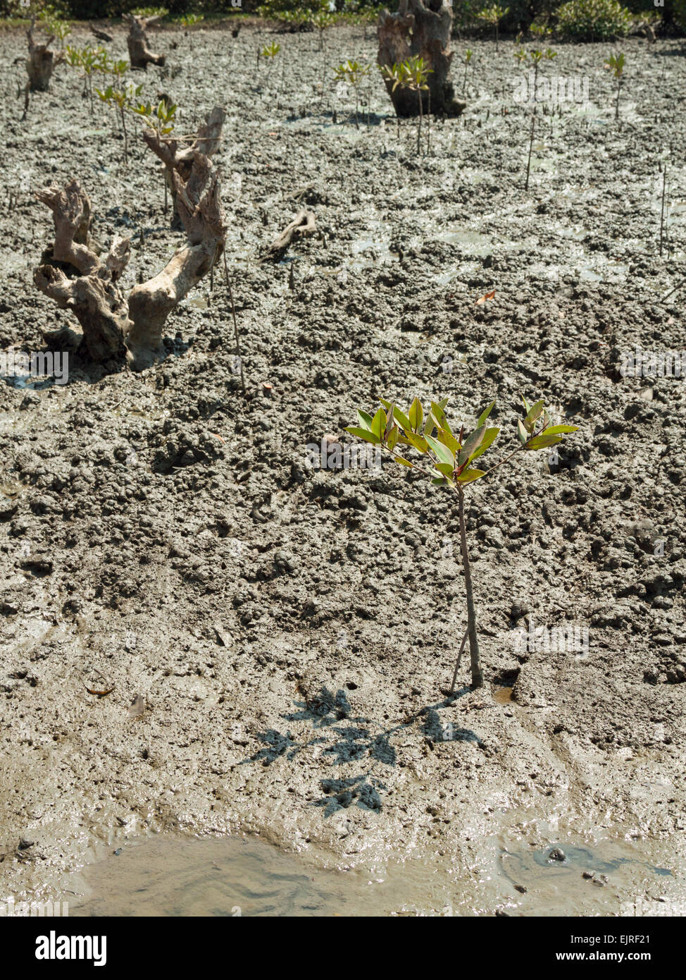 Mangrove-Setzlinge wachsen unter alten Mangrovenbäume. Stockfoto