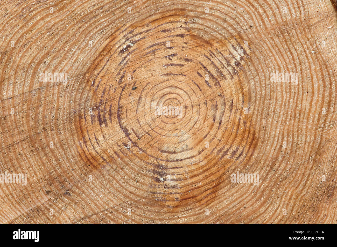 Kiefer Baumringe. Gesägten Baum-Stamm-Muster Stockfoto