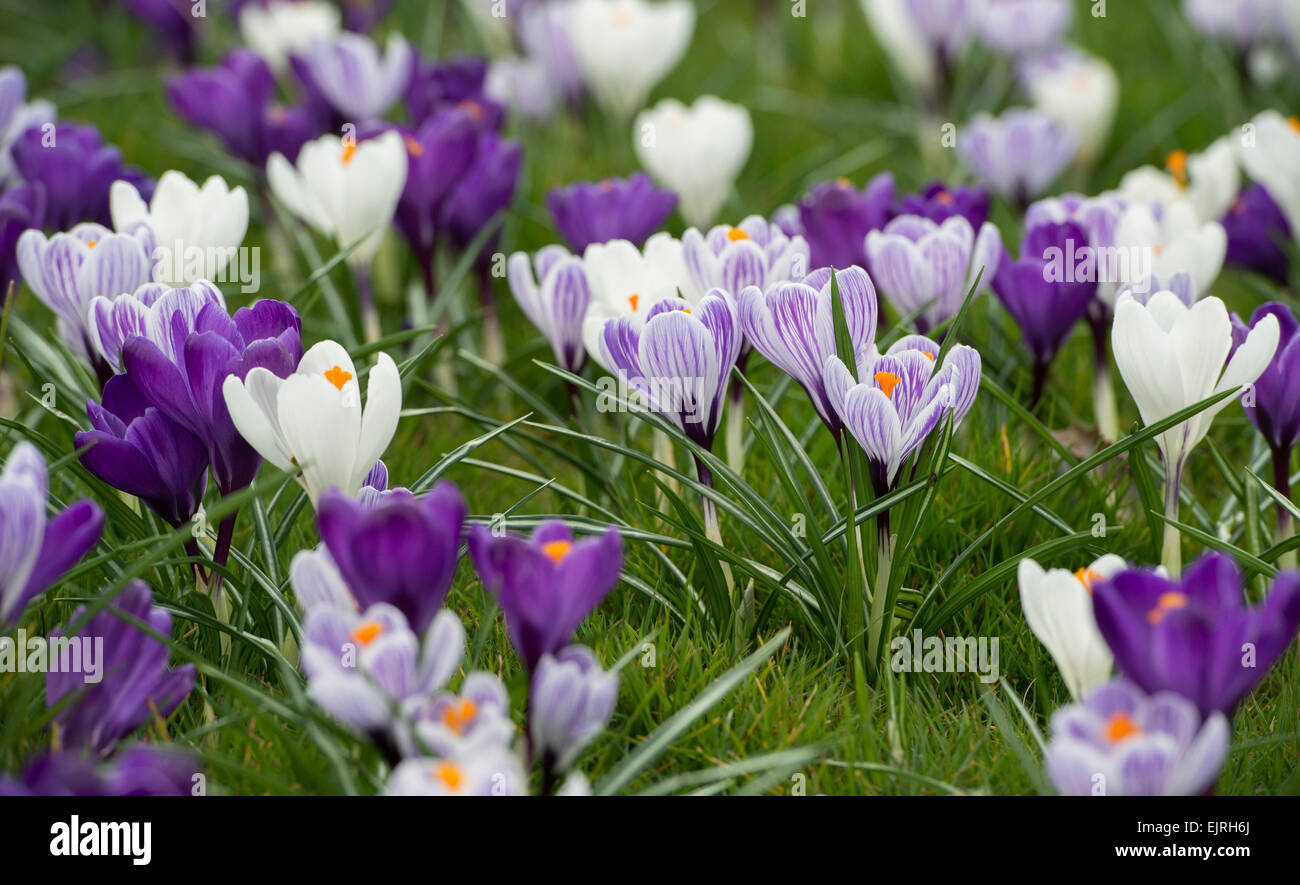 Frühling Crocus Rasen im RHS Wisley Gardens. Wisley, Surrey, UK Stockfoto