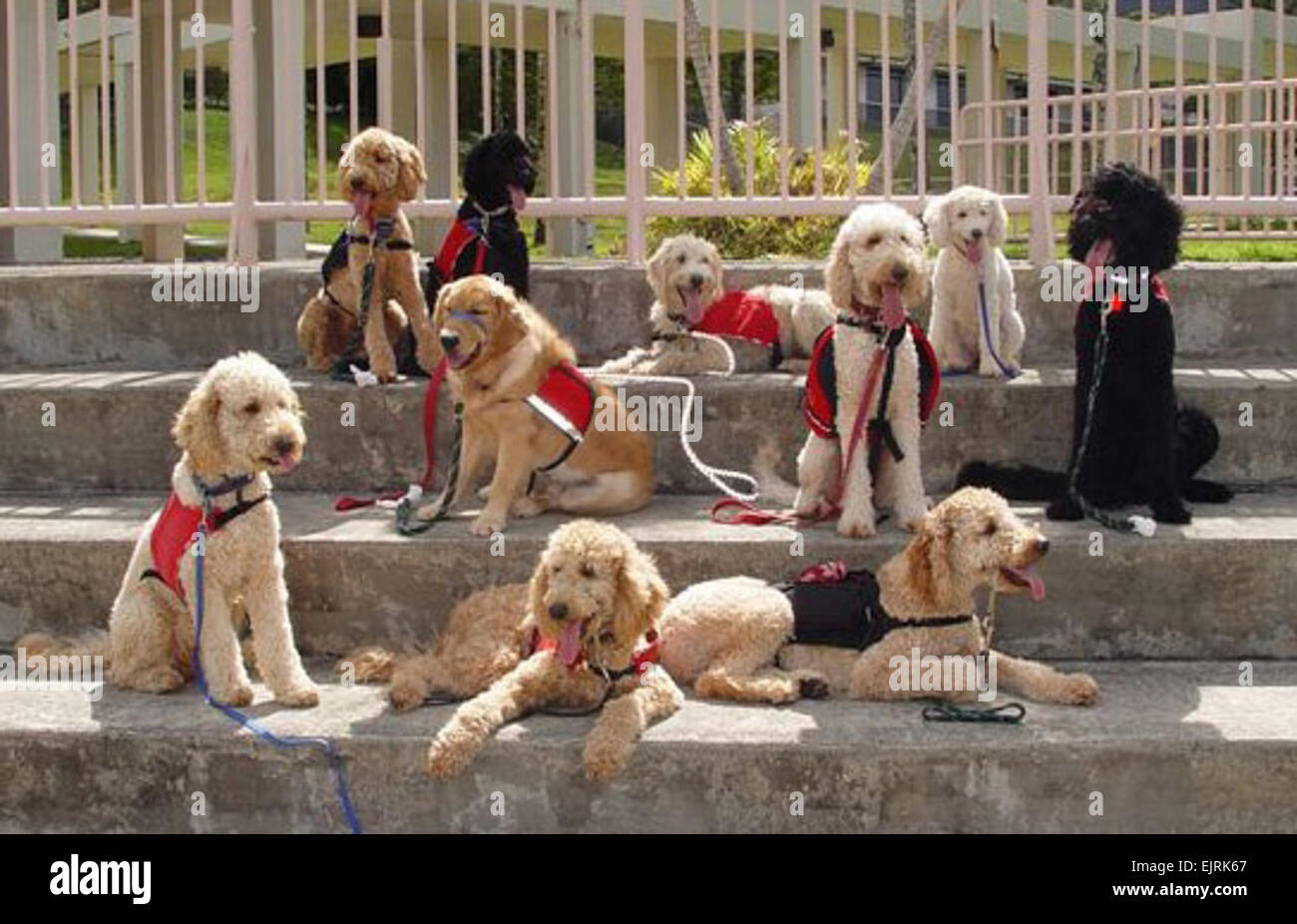 Militärische Ohana offenen Herzen, service Häuser erhöhen Hunde Molly Hayden, US-Armee Garnison-Hawaii Public Affairs 3. Juli 2008 WAHIAWA, Hawaii - gespendeten und speziell gezüchteten Service, den Hunden von Hawaii Fi-Do für ein Foto während einer Trainingseinheit zu pausieren. Die speziell ausgebildeten Hunde bieten körperliche, psychologische und therapeutische Unterstützung für Menschen, die den täglichen des Lebens mit einer Behinderung als Blindheit Herausforderungen.   siehe: / News/2008/07/03/10637-Militär-Ohana-öffnen-h... /-news/2008/07/03/10637-military-ohana-open-hearts-homes-to-raise-service-dogs/ Stockfoto