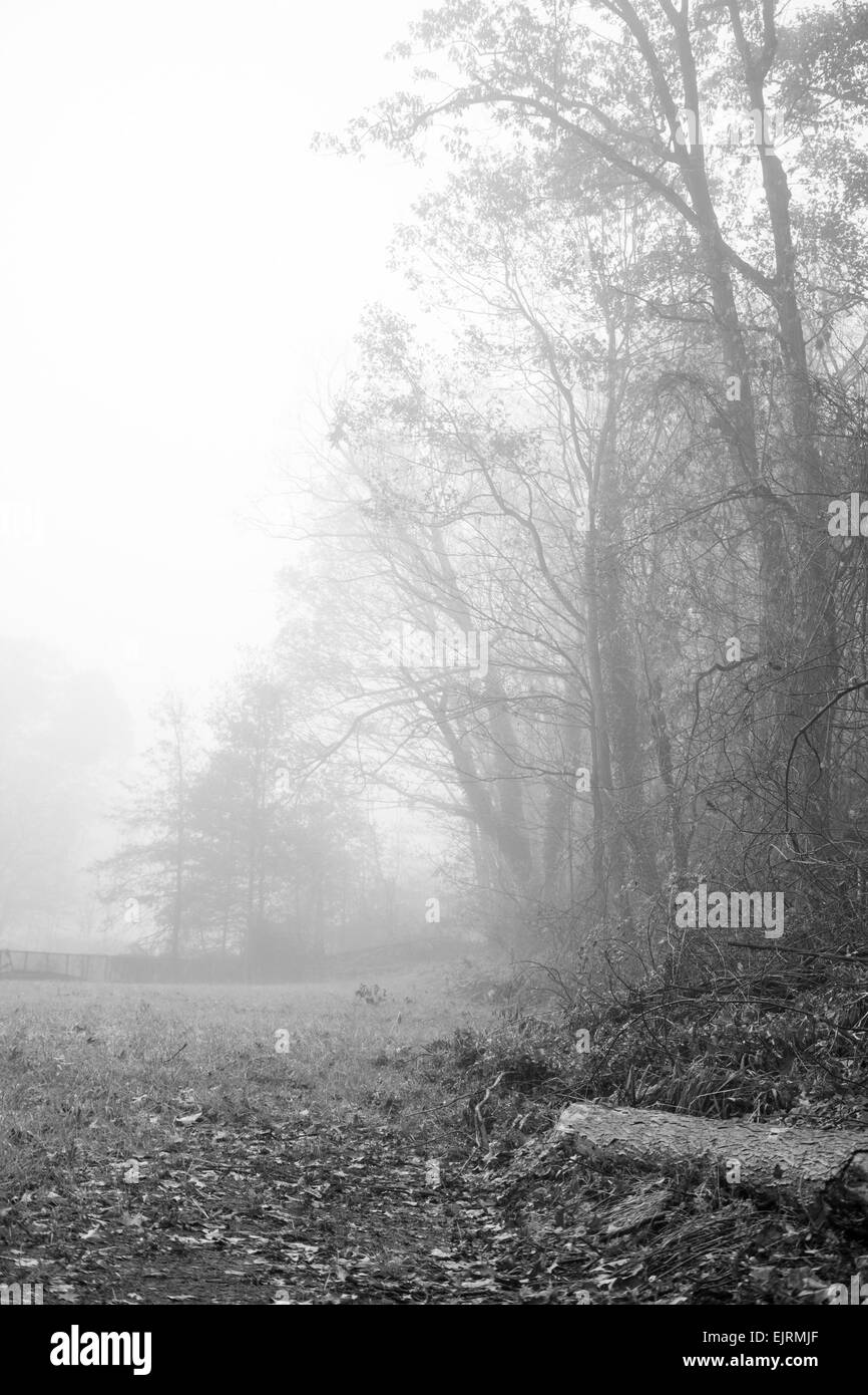 Dichter Nebel liegt über dem Waldboden an einem nebligen Morgen Stockfoto
