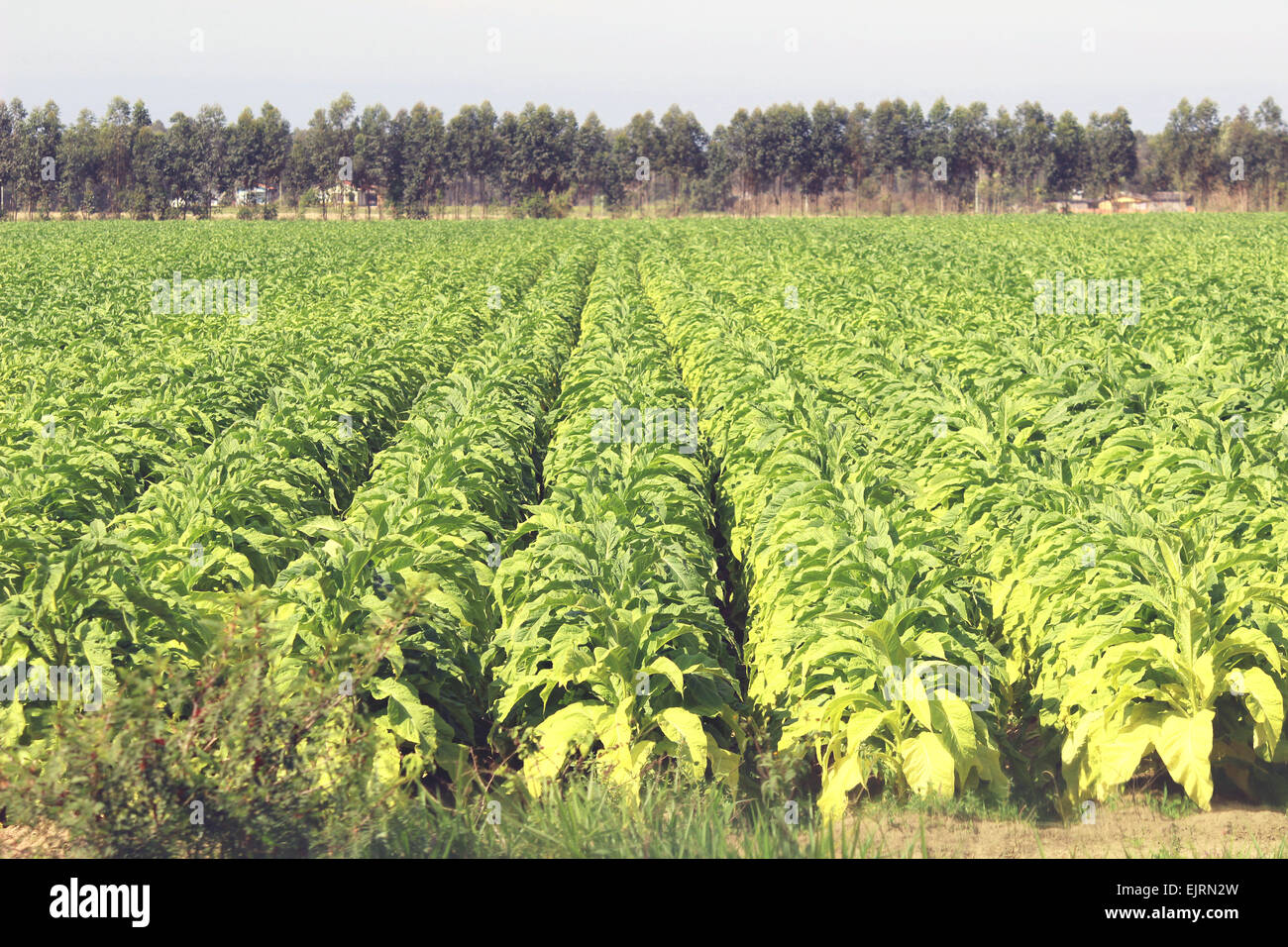 Tabak-Plantage - bereit lange Warteschlangen Rauch Vergilbung, für die Ernte. Rio Grande do Sul, Brasilien - Lateinamerika Stockfoto