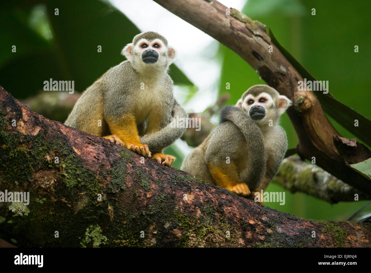 Totenkopfäffchen, Saimiri, Central Suriname Nature Reserve, Suriname Stockfoto
