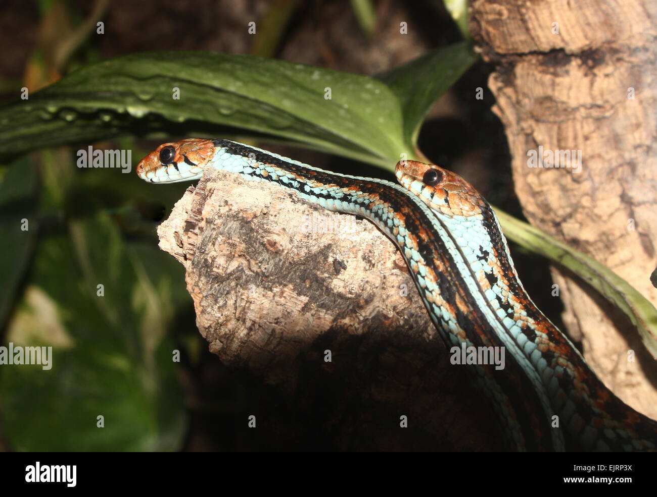 Zwei seltene San Francisco Strumpfbandnattern (Thamnophis Sirtalis Tetrataenia) Stockfoto