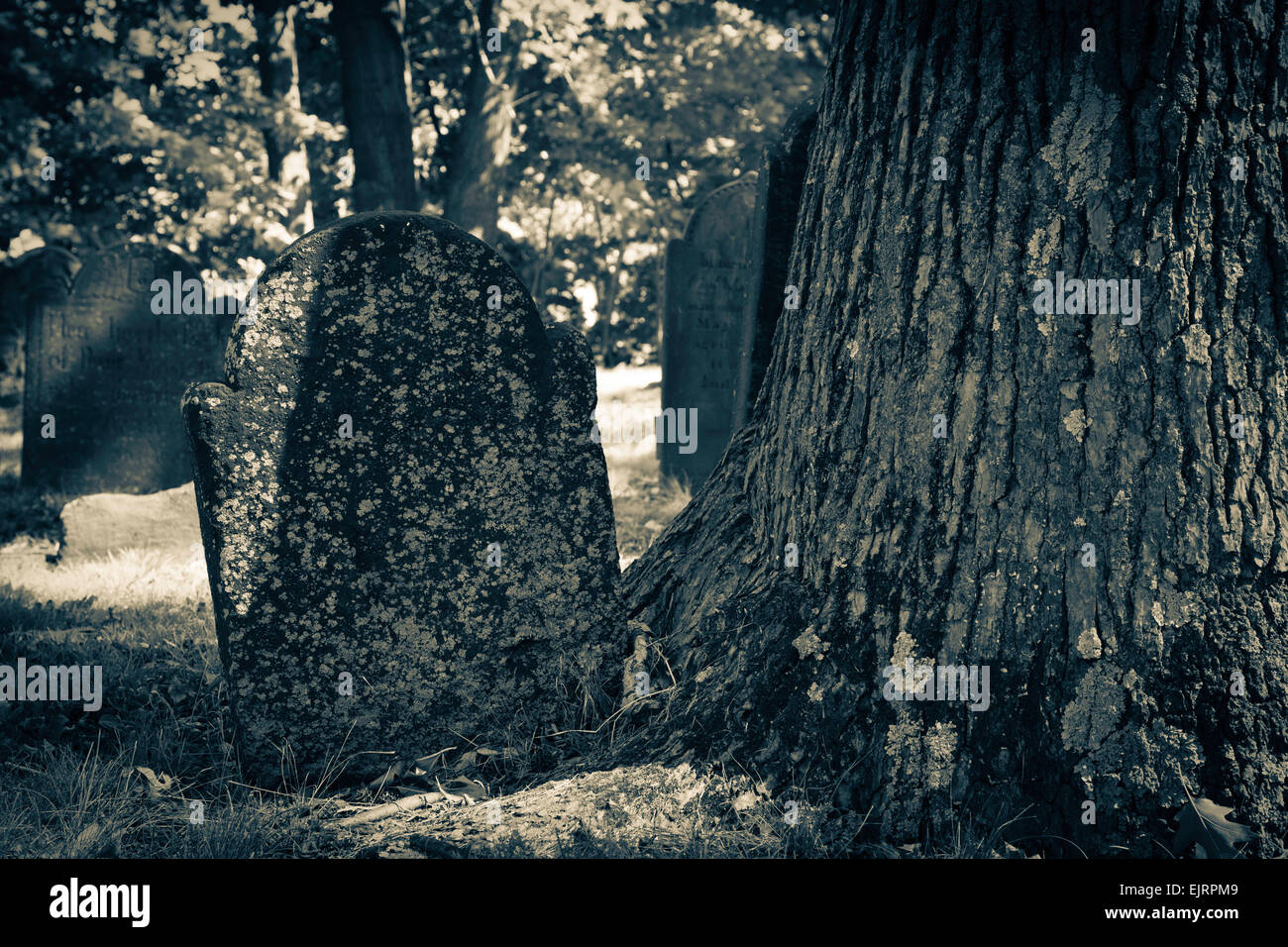 Ein sehr alter Grabstein sitzt neben einem alten Baum auf einem Friedhof; gruselige Halloween oder saisonale Farbtöne Stockfoto