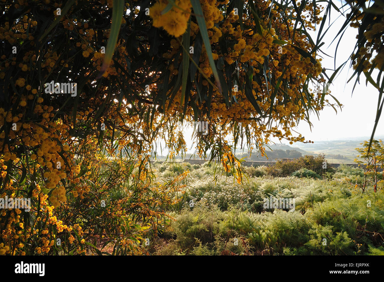 Malta, Malta, maltesische Archipel, mediterran, Landschaft, Panorama, Panorama, Aussicht, Natur, off-Road, trekking Stockfoto