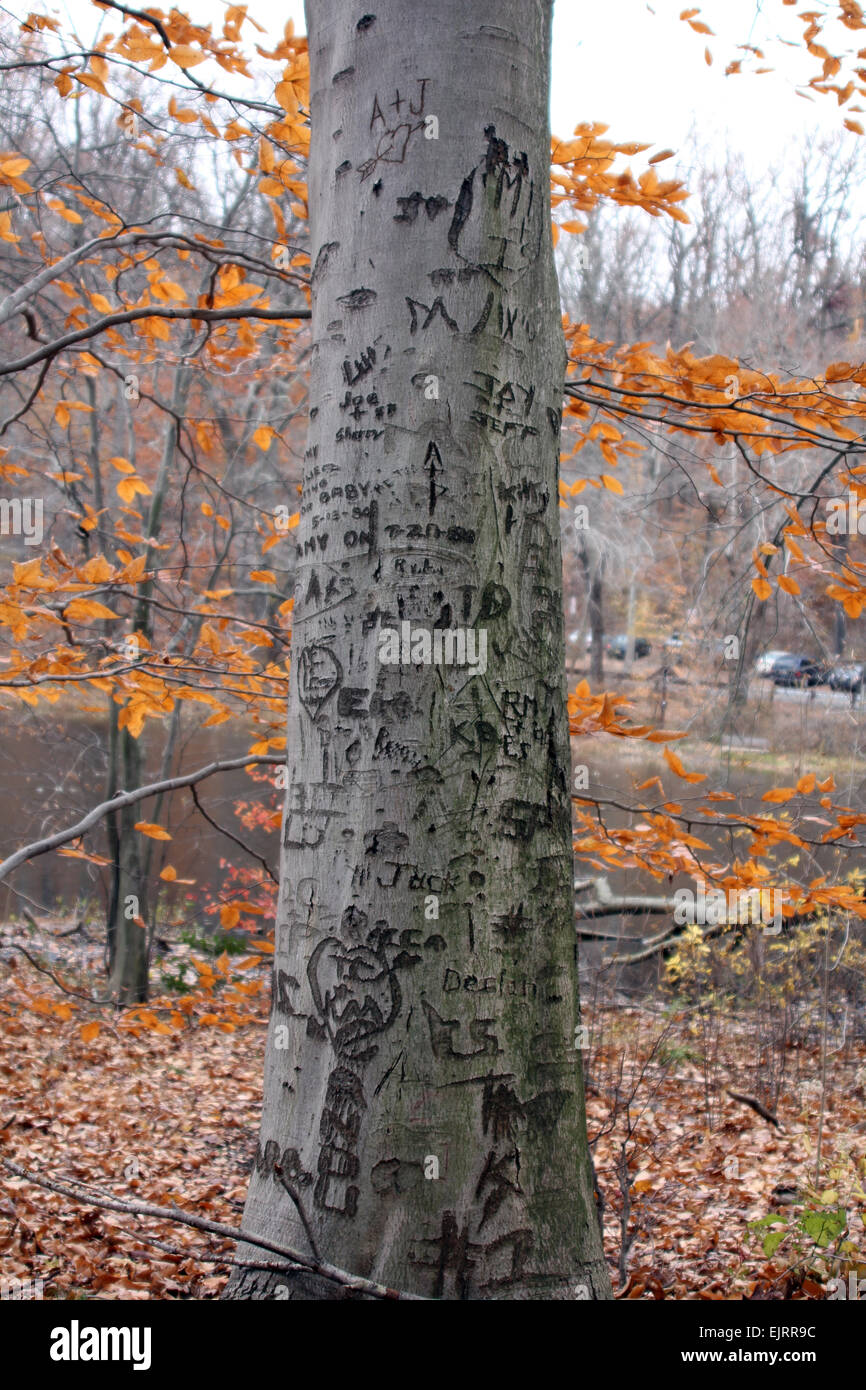 Ein Baum ist mit verschiedenen Initialen und Ausdrücke geschnitzt.  Blätter im Herbst sind im Hintergrund Stockfoto